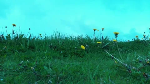 Flying over a green field Stock Footage 262019714