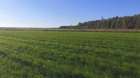 Flying over green field with forest and electricity pylons on background. Stock Footage 82808329