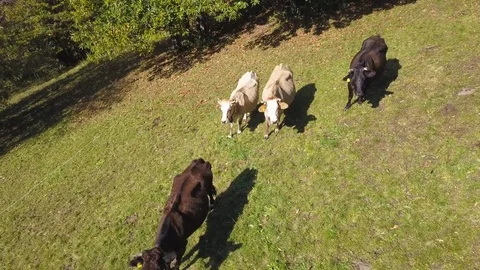 Flying over green field with grazing cows Video stock 80821986