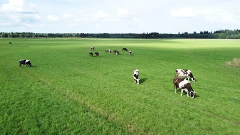 Flying Over Green Field With Grazing Cows. Aerial view Stock Footage 158675397