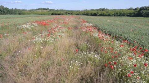 Flying over the green field with red Poppy flowers Video stock 48242054