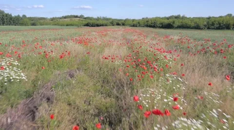 Flying over the green field with red Poppy flowers Stock Footage 48242227