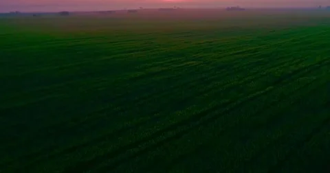 Flying over a green field at sunset Video stock 76767154
