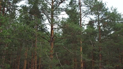 Flying over green fields and forests.Hot summer.Sunny.Aerial photography Stock Footage 164425045