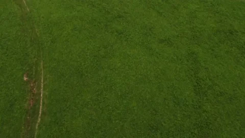 Flying over green fields with cows in Playa de Oyambre, Cantabria, Spain 4K Stock Footage 155599348