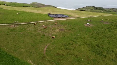 Flying over green fields with cows in Playa de Oyambre, Cantabria, Spain 4K Video stock 155599532