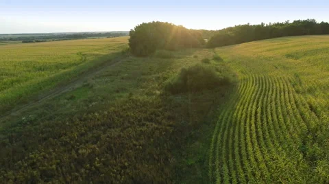 Flying Over Green Fields Stock Footage 58800255