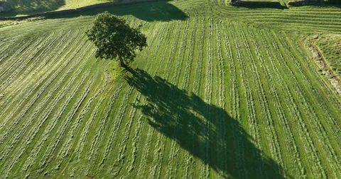 Flying over green fields at sunrise Stock Footage 220136815