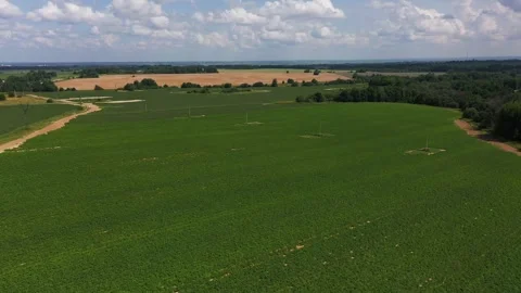 Flying over a green flowering potato fields, farmlands, beautiful aerial view Stock Footage 245443353