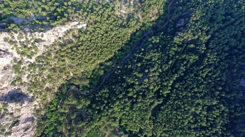 Flying over Green Forest With Drone Cam. 4K Clip Stock Footage 65401092