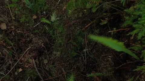 Flying up over the green forest floor and above boardwalk trail, 4k Stock Footage 124977609