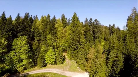 Flying over the green forest Video stock 63662004