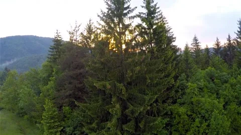 Flying over the green forest Video stock 63662316