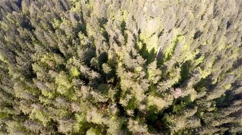 Flying over the green forest Stock Footage 63662351