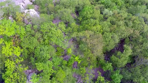 Flying over the green forest Stock Footage 63852529