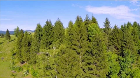 Flying over the green forest Video stock 63852701