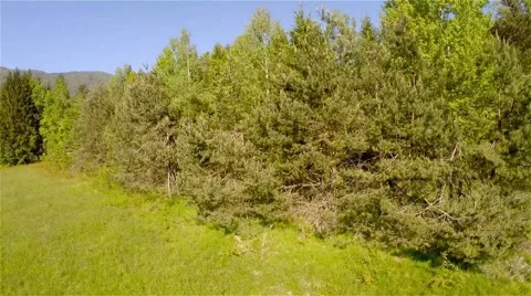 Flying over the green forest Video stock 63853449