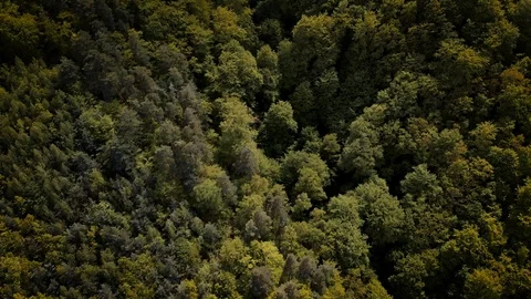 Flying over the green forest Stock-Footage 116035607