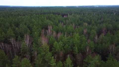 Flying over the green forest Stock Footage 163332818