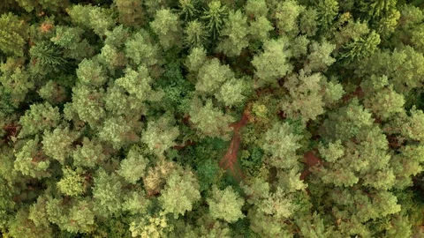 Flying over green forest landscape with rural road and treetops, top view Stock-Footage 122519459