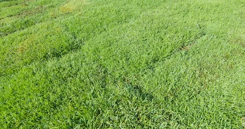 Flying over green grass Stock Footage 115524703