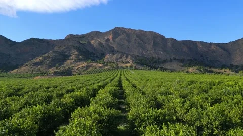 Flying over the green lemon trees garden towards a mountains Stock Footage 229703940