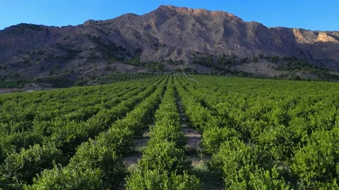 Flying over the green lemon trees garden towards a mountains Stock Footage 229704314