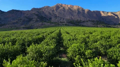 Flying over the green lemon trees garden towards a mountains Stock Footage 229704407