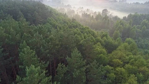 Flying over green mixed spring forest and foggy meadow before sunrise. Young Stock Footage 124314302