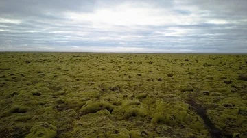 Flying over green moss fields Video stock 85626018