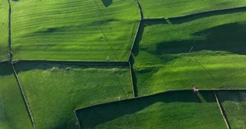 Flying over green pastures divided by drystone walls Video stock 237838440
