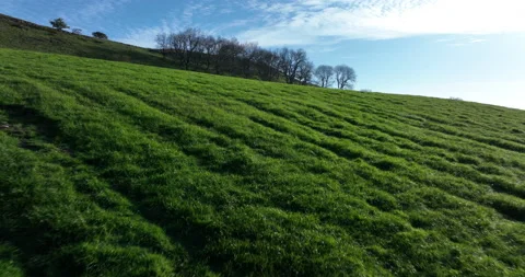 Flying over green pastures Stock Footage 205043907
