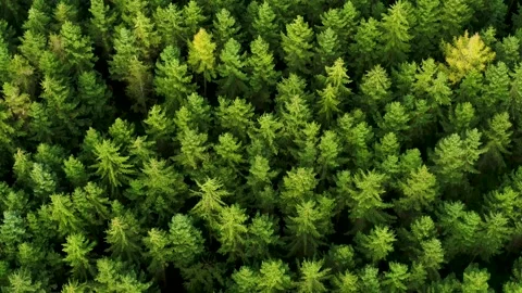 Flying over green pine tree tops, drone stock footage Video stock 138687236
