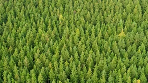 Flying over green pine tree tops, drone stock footage 2 Stock Footage 138687256