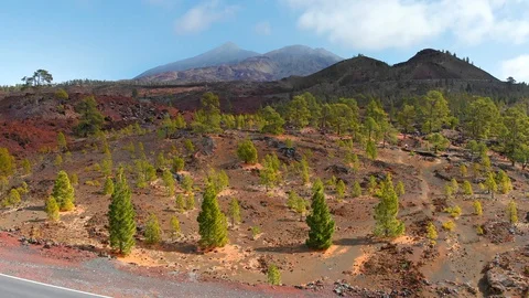 Flying over green pine trees and volcanic brown soil. Teide volcano in the Video stock 128447131