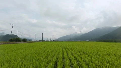 Flying Over Green Rice Field in Rural Korea Видео 342299539