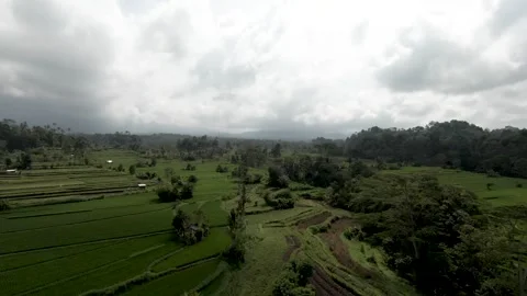 Flying Over Green Rice Fields and near the Mountains with Majestic View 動画素材 240404529