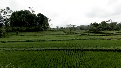 Flying Over Green Rice Fields and near the Mountains with Majestic View 動画素材 240404573