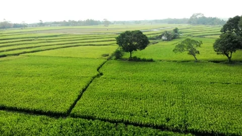 Flying over the Green Rice Fields and a Tree. Sukabumi, Indonesia Stock Footage 245960227