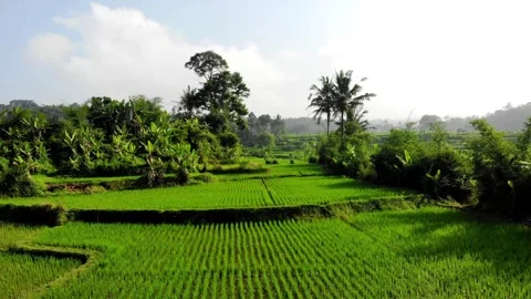 Flying over the Green Rice Fields. Sukabumi, Indonesia Stock Footage 245960283