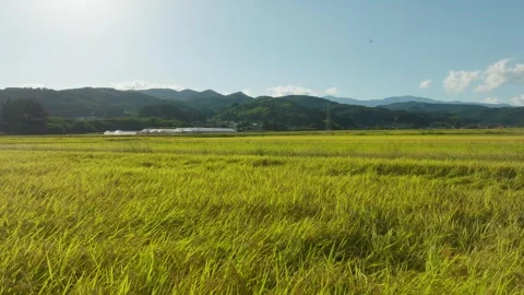 Flying Over The Green Rice Fields Near Fukushima City In Japan. Aerial Drone Stock Footage 336986487