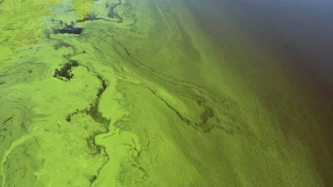 Flying over the green river. Top view of the river covered with green algae. Stock Footage 167559592