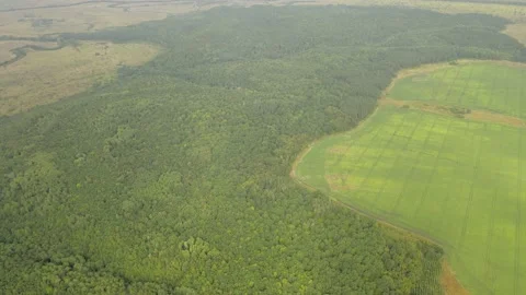 Flying over the green Russian forest Stock Footage 165350555