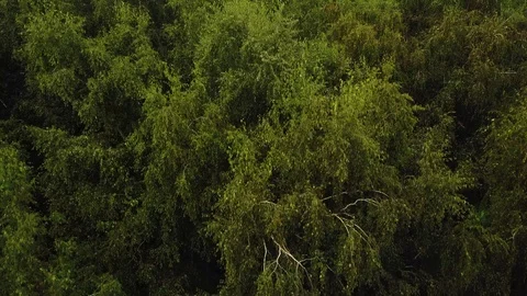 Flying over green tree tops in birch grove. Aerial drone shot of a summer park 스톡 동영상 86155837