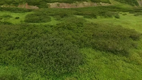 Flying over the green trees and grass Stock Footage 72570622