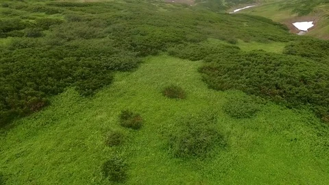 Flying over the green trees and grass. Fog Stock Footage 72572277