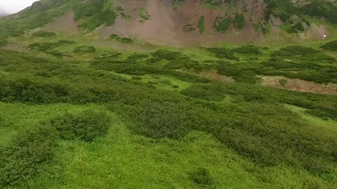 Flying over the green trees and grass. Fog Stock Footage 72572833