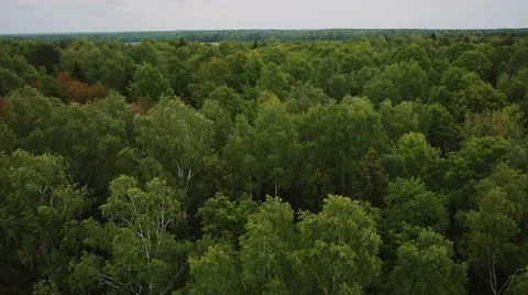Flying over the green trees in the forest Stock Footage 67849650