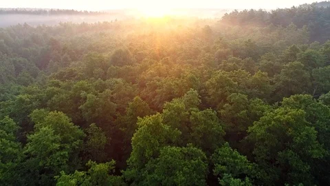Flying over green trees forest at sunrise. Morning sun and fog. Aerial shot, 4K 스톡 동영상 109591589