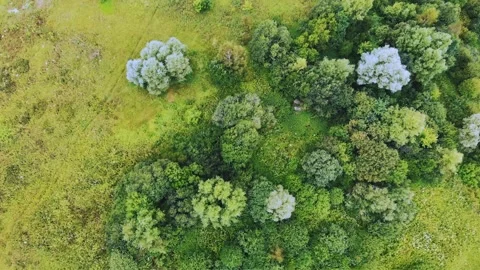 Flying over green trees forest Stock Footage 131033787